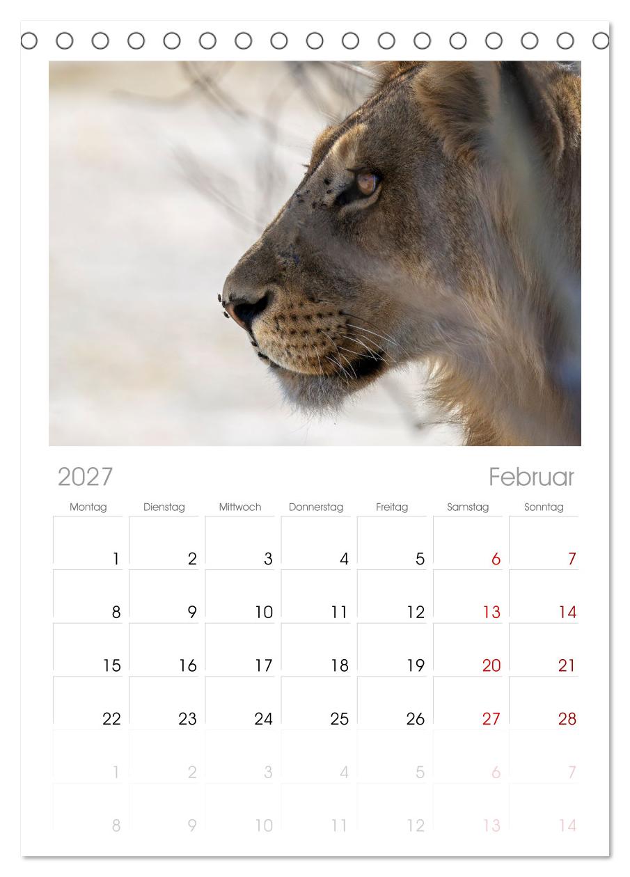 Löwen in Botswana und Südafrika