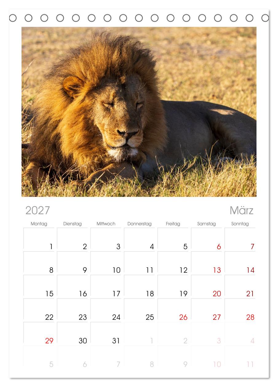 Löwen in Botswana und Südafrika
