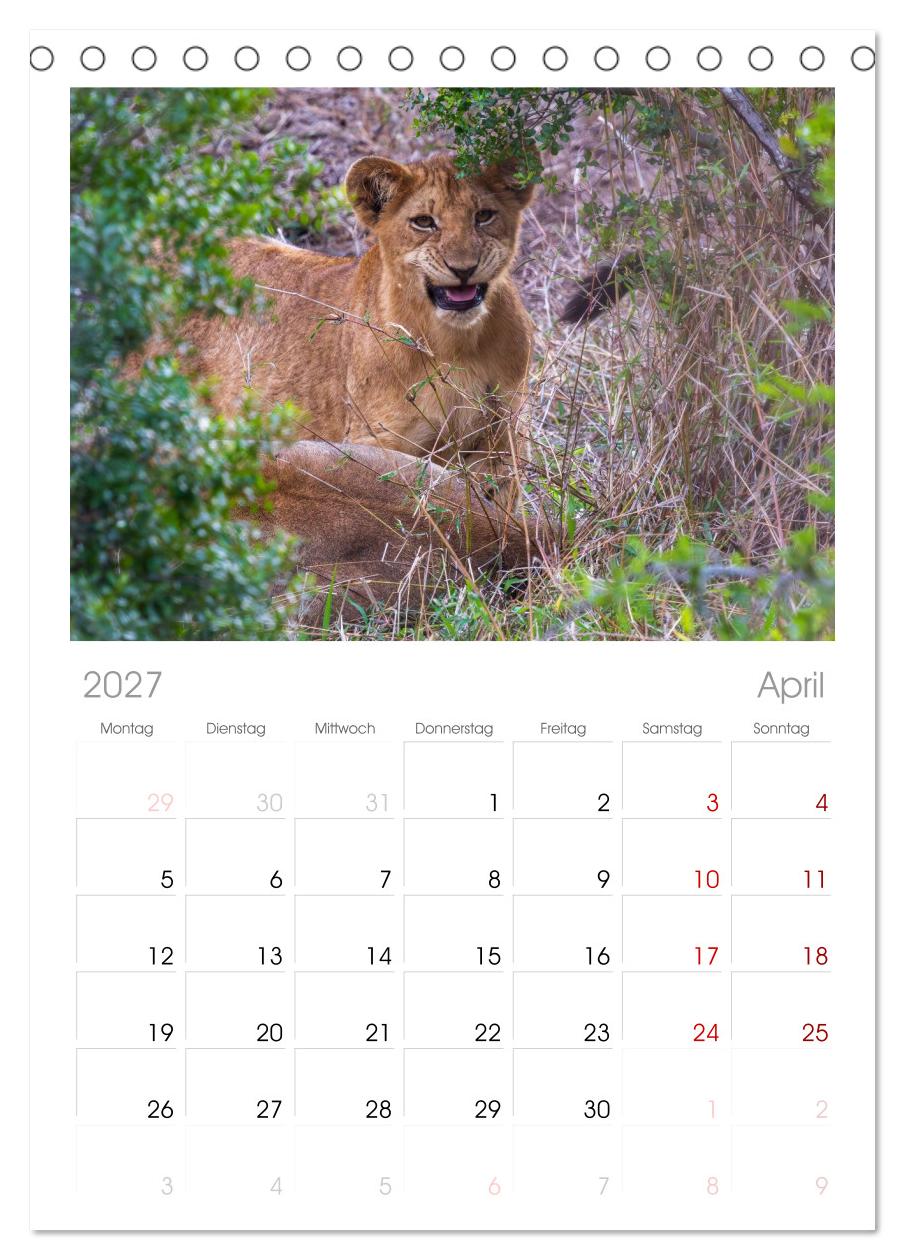 Löwen in Botswana und Südafrika