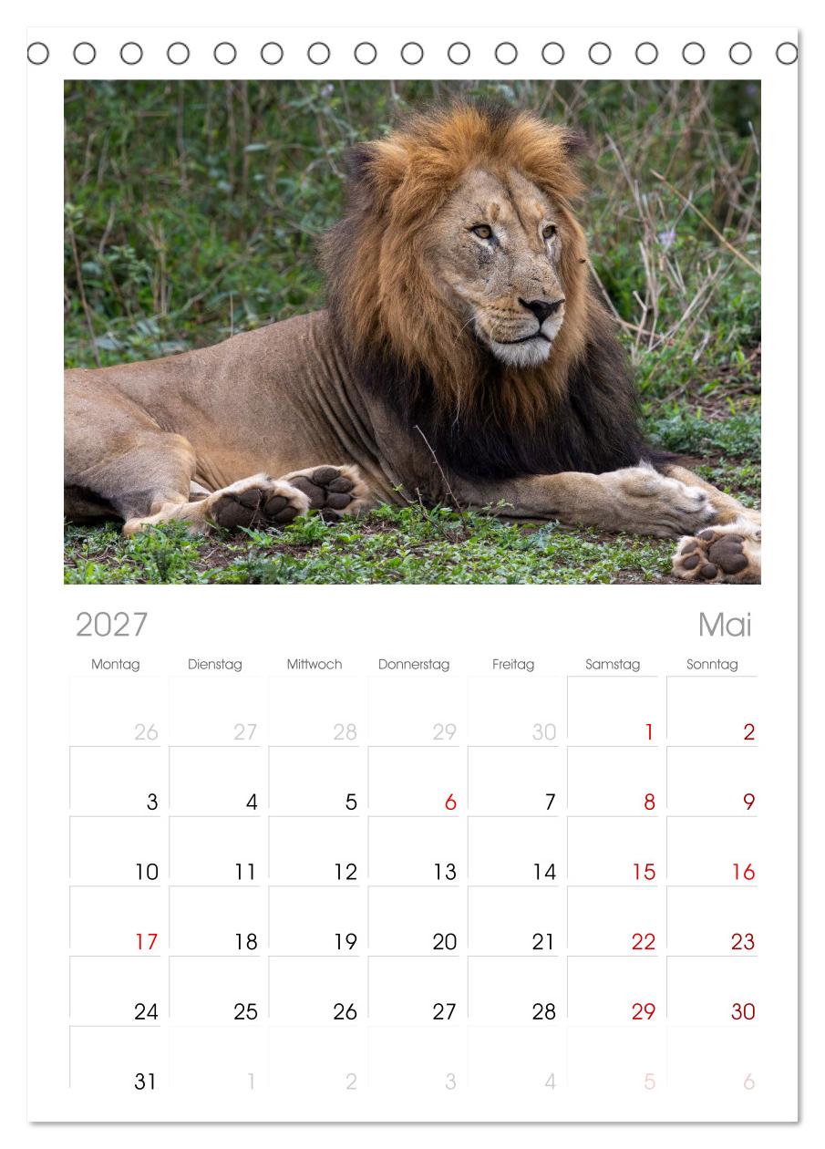 Löwen in Botswana und Südafrika