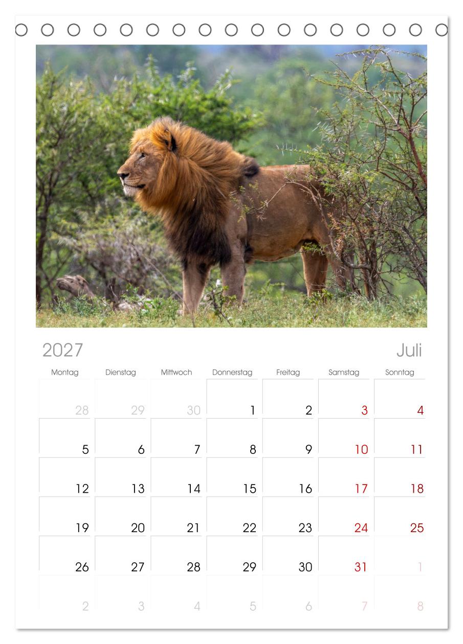 Löwen in Botswana und Südafrika