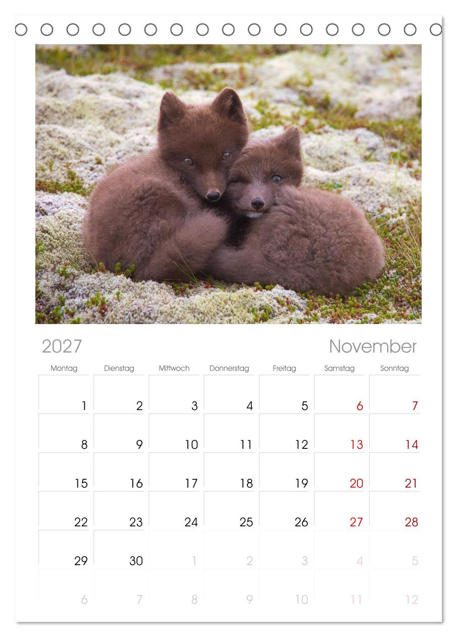 Polarfuchs-Welpen