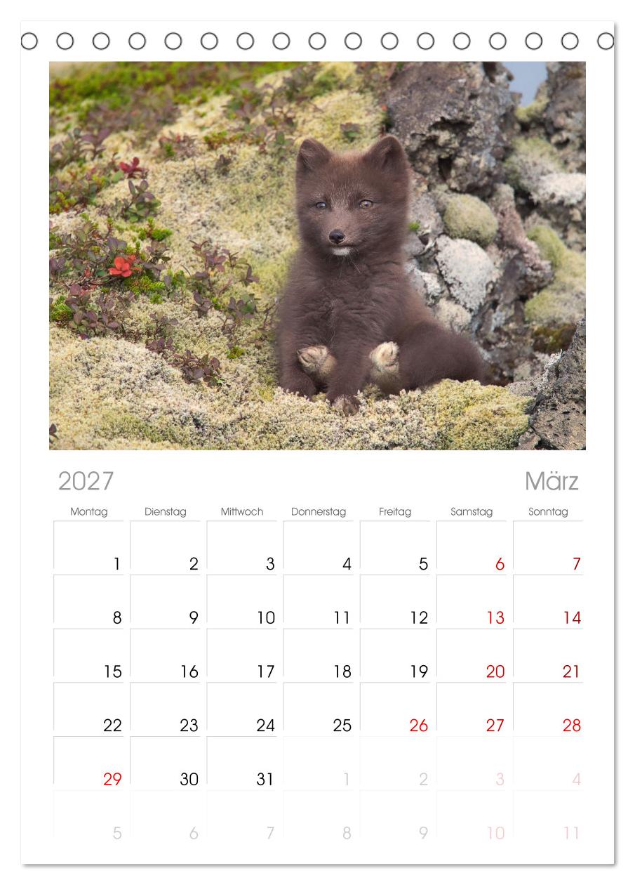 Polarfuchs-Welpen