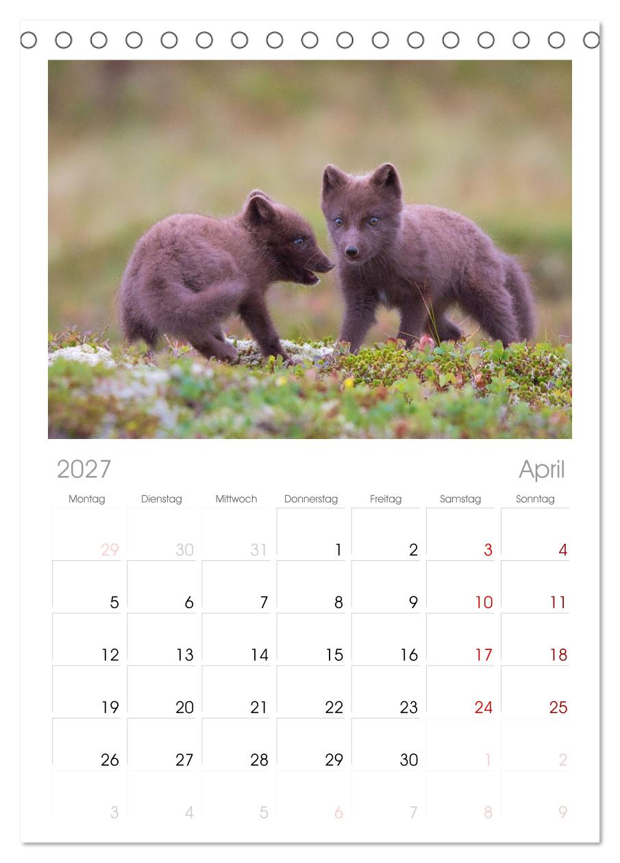 Polarfuchs-Welpen