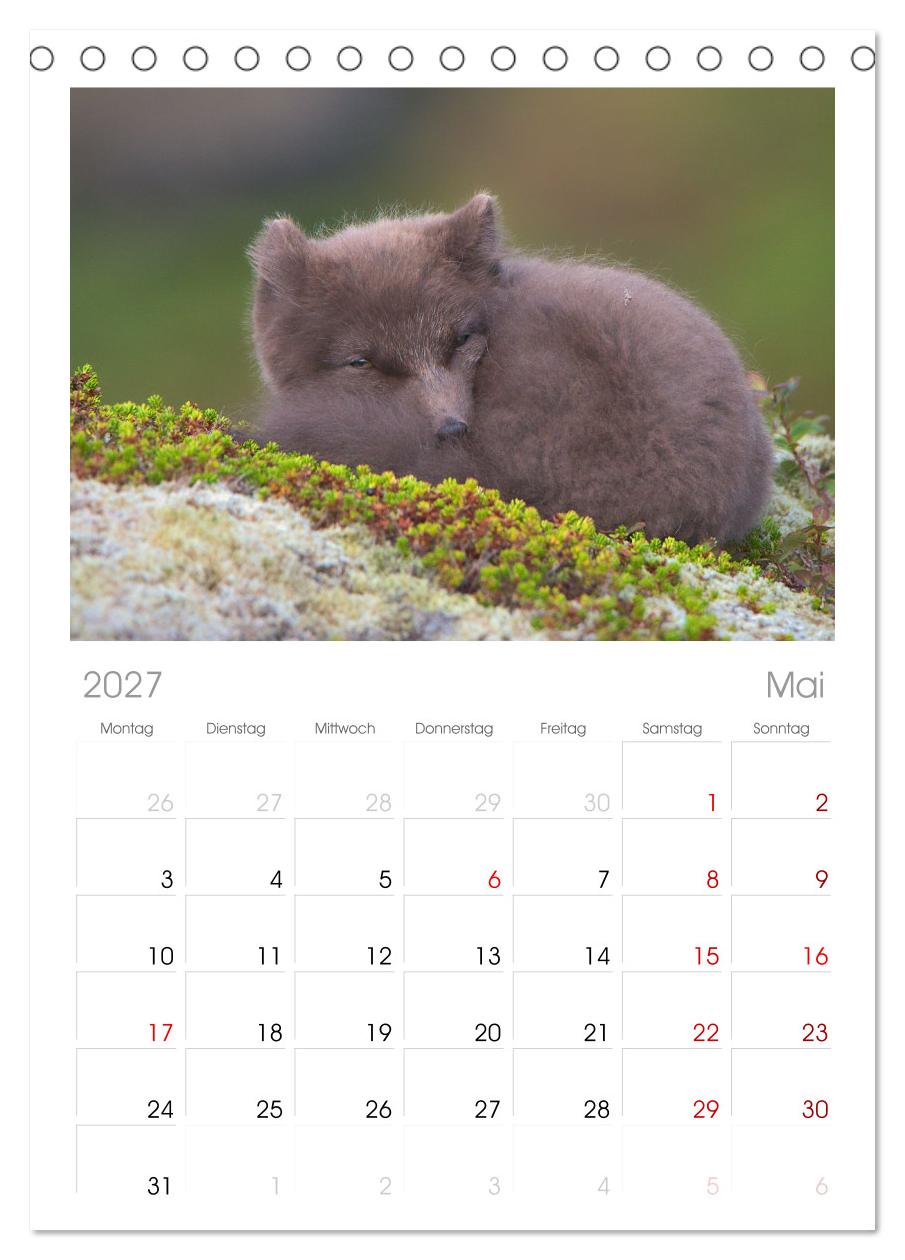 Polarfuchs-Welpen