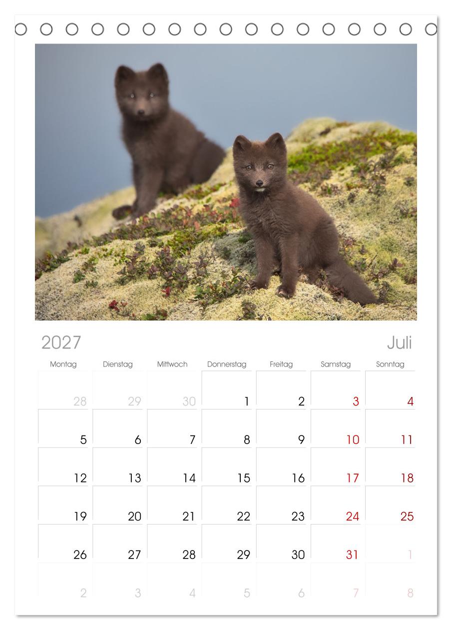 Polarfuchs-Welpen