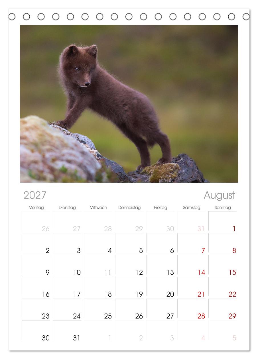 Polarfuchs-Welpen