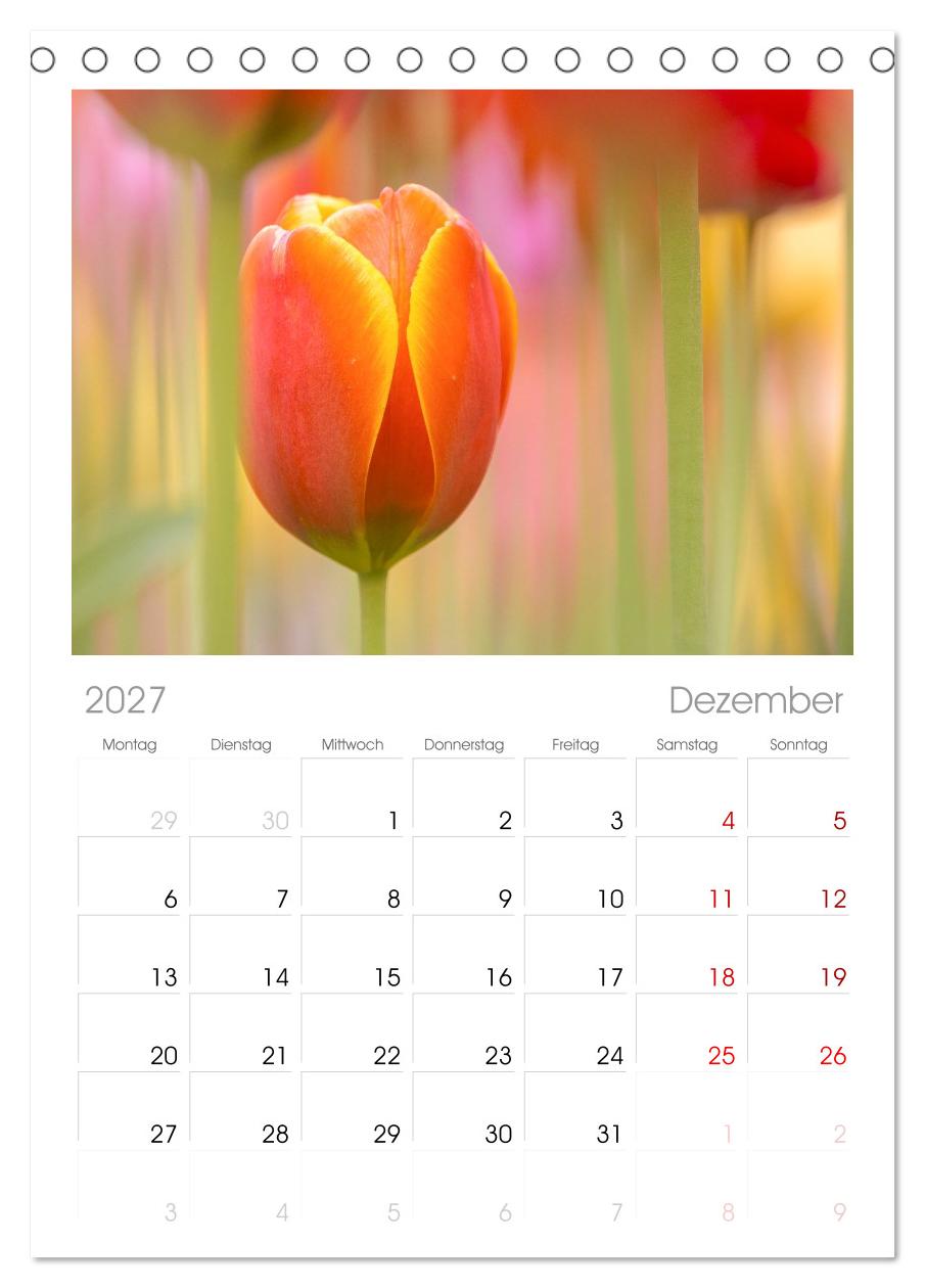 Im Zauber der Niederlande - Tulpenmeer und Windmühlen