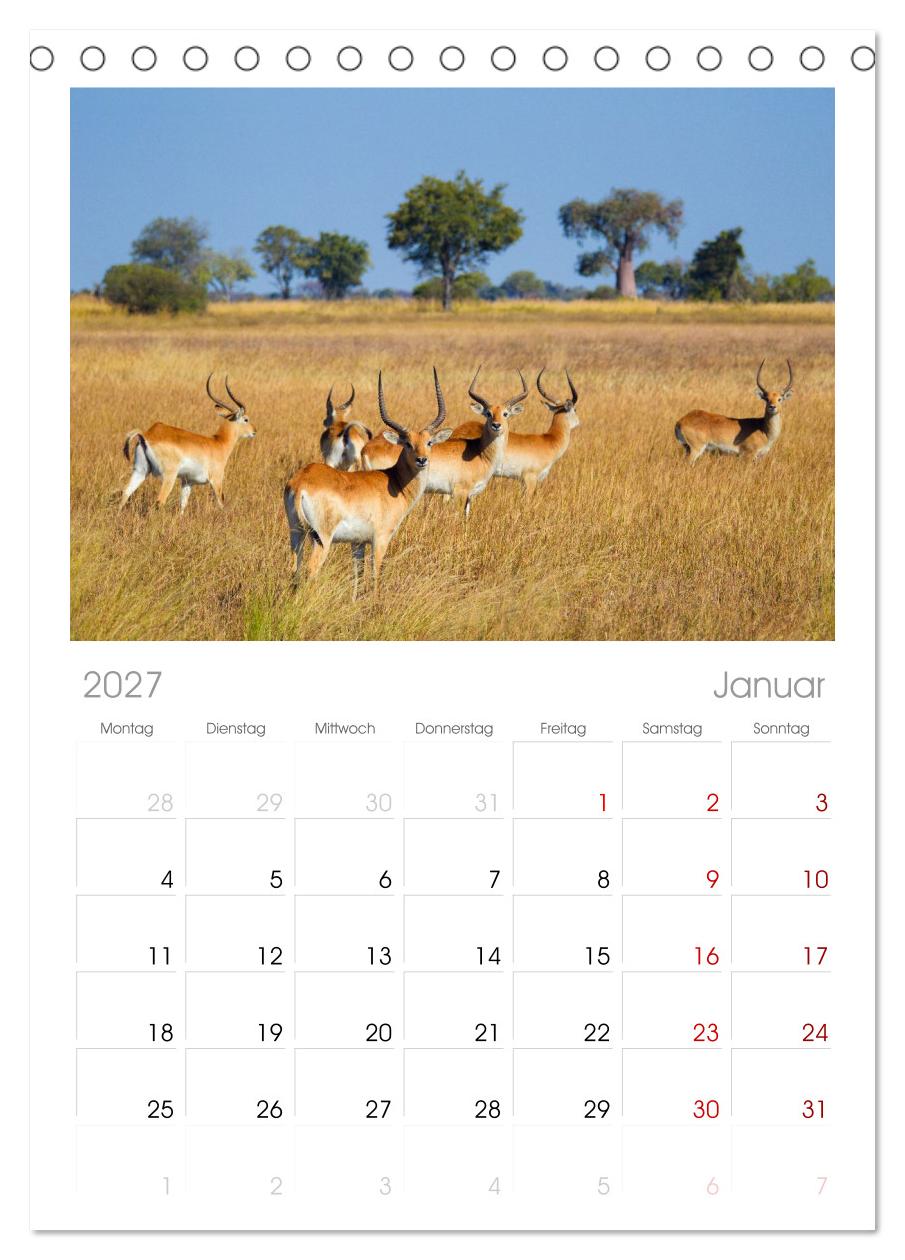 Afrika Wildlife-Fotografien