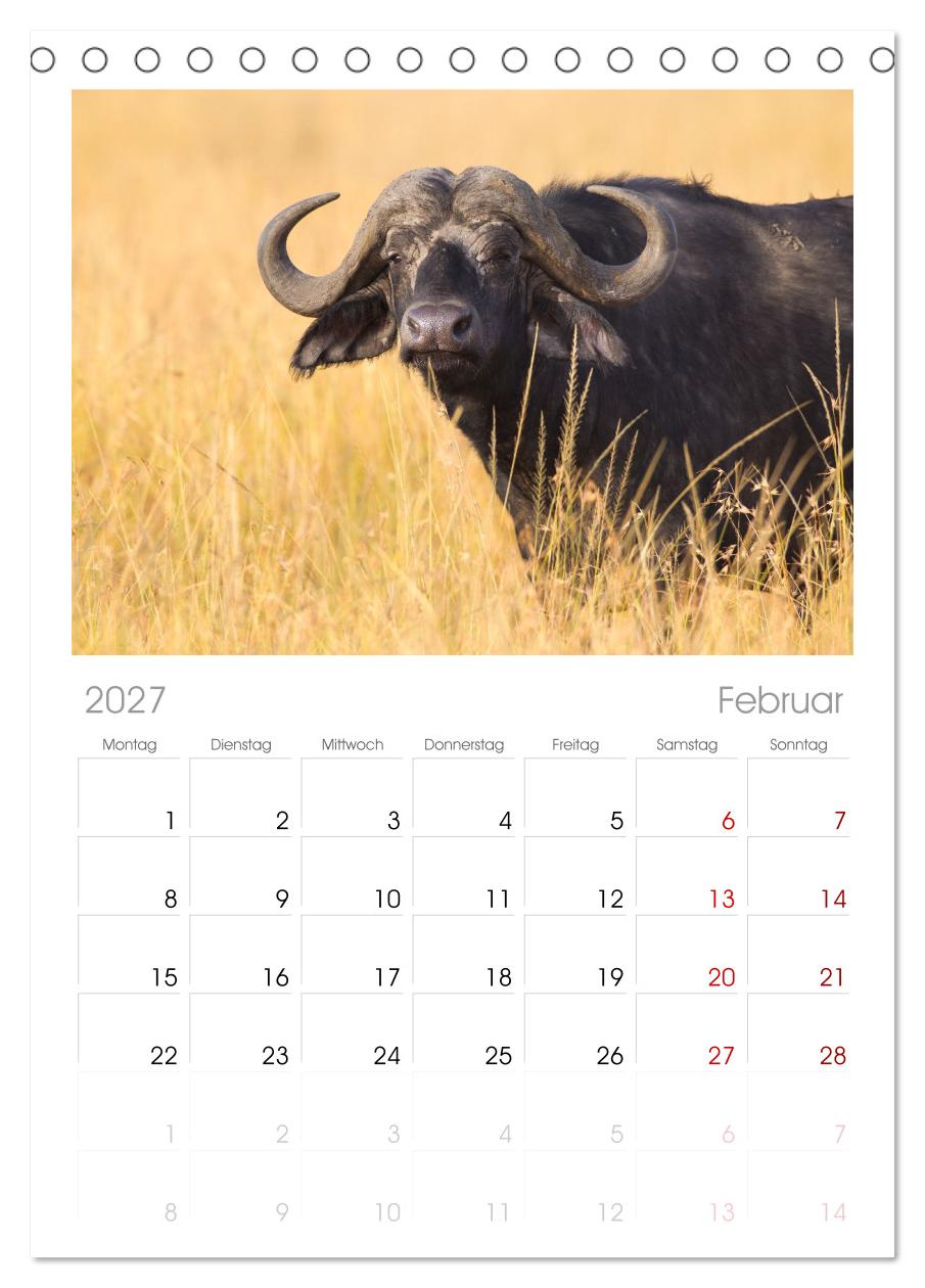 Afrika Wildlife-Fotografien