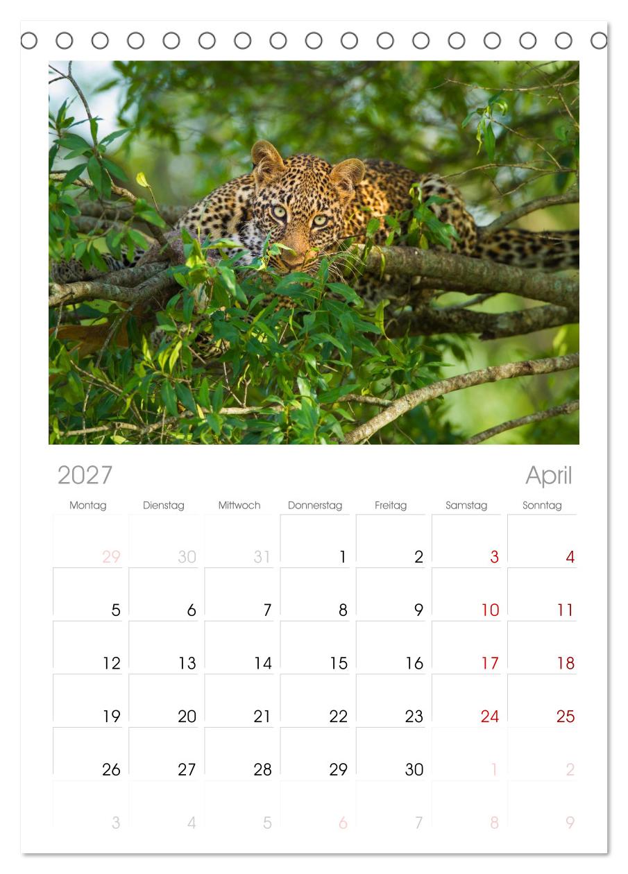 Afrika Wildlife-Fotografien