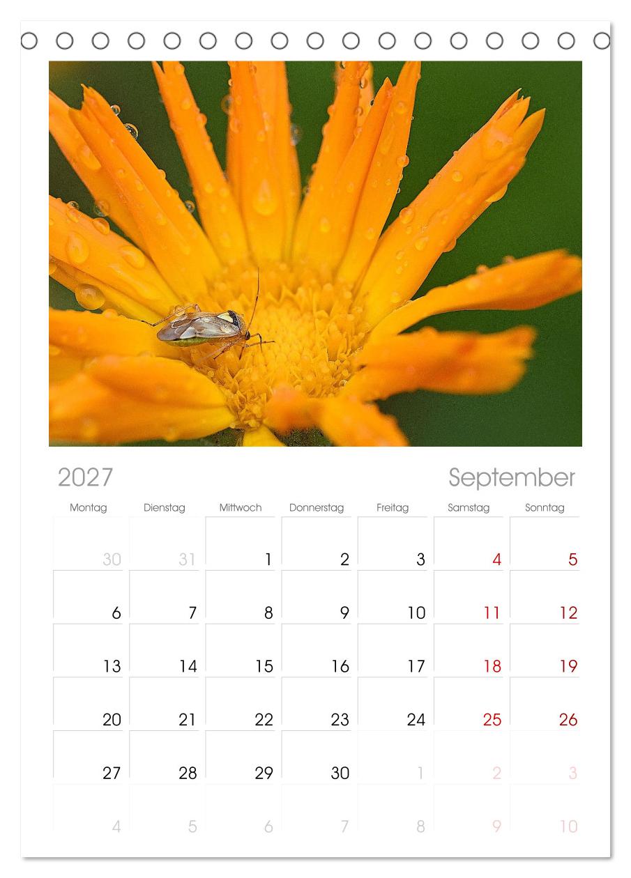 Zwischen Grashalm und Blüte