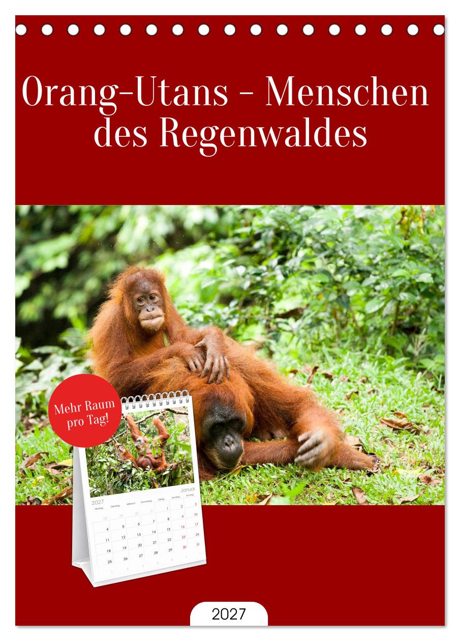 Orang-Utans - Menschen des Regenwaldes