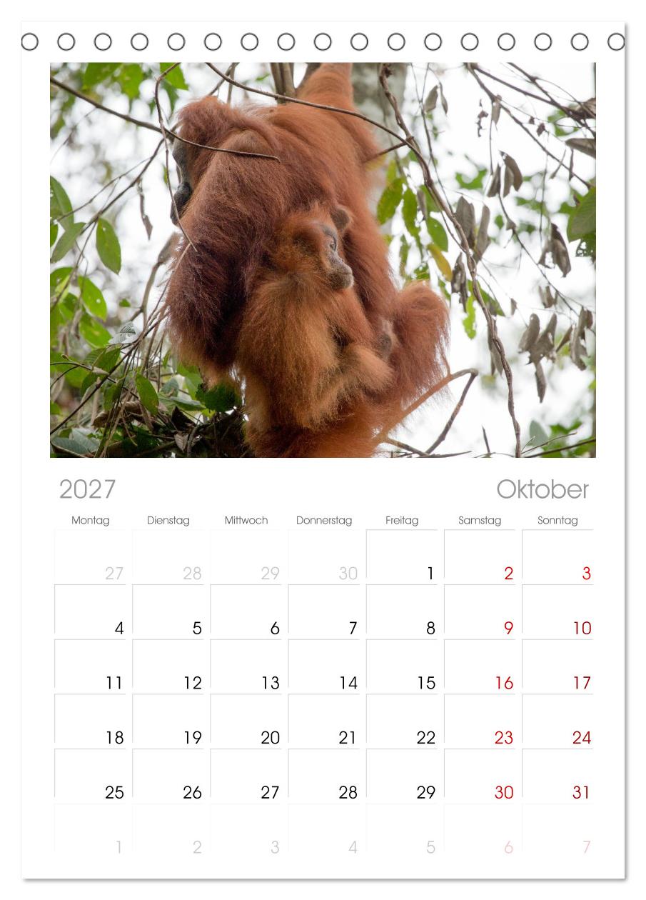 Orang-Utans - Menschen des Regenwaldes