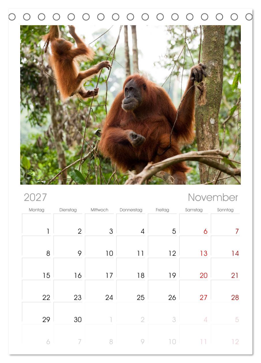 Orang-Utans - Menschen des Regenwaldes