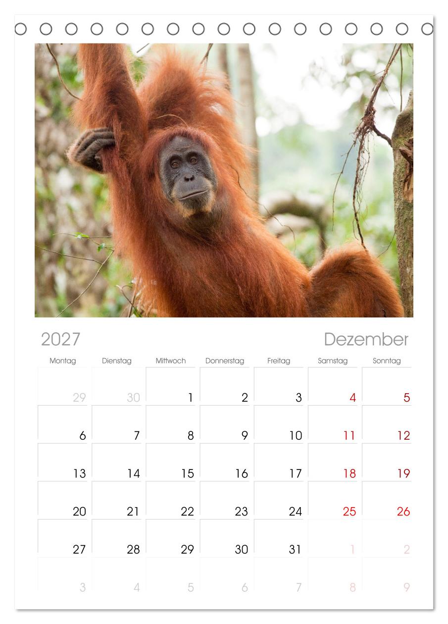 Orang-Utans - Menschen des Regenwaldes