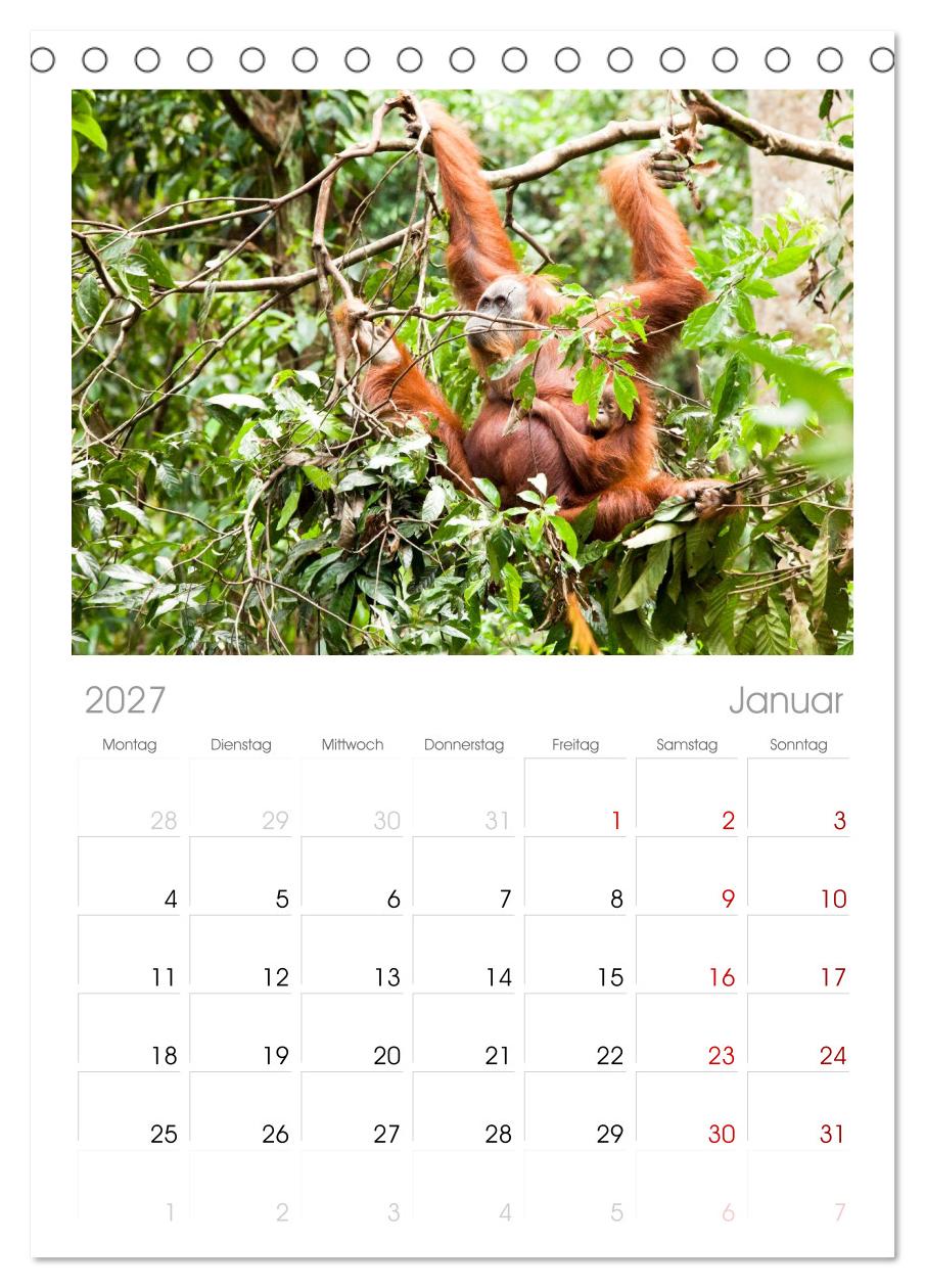 Orang-Utans - Menschen des Regenwaldes