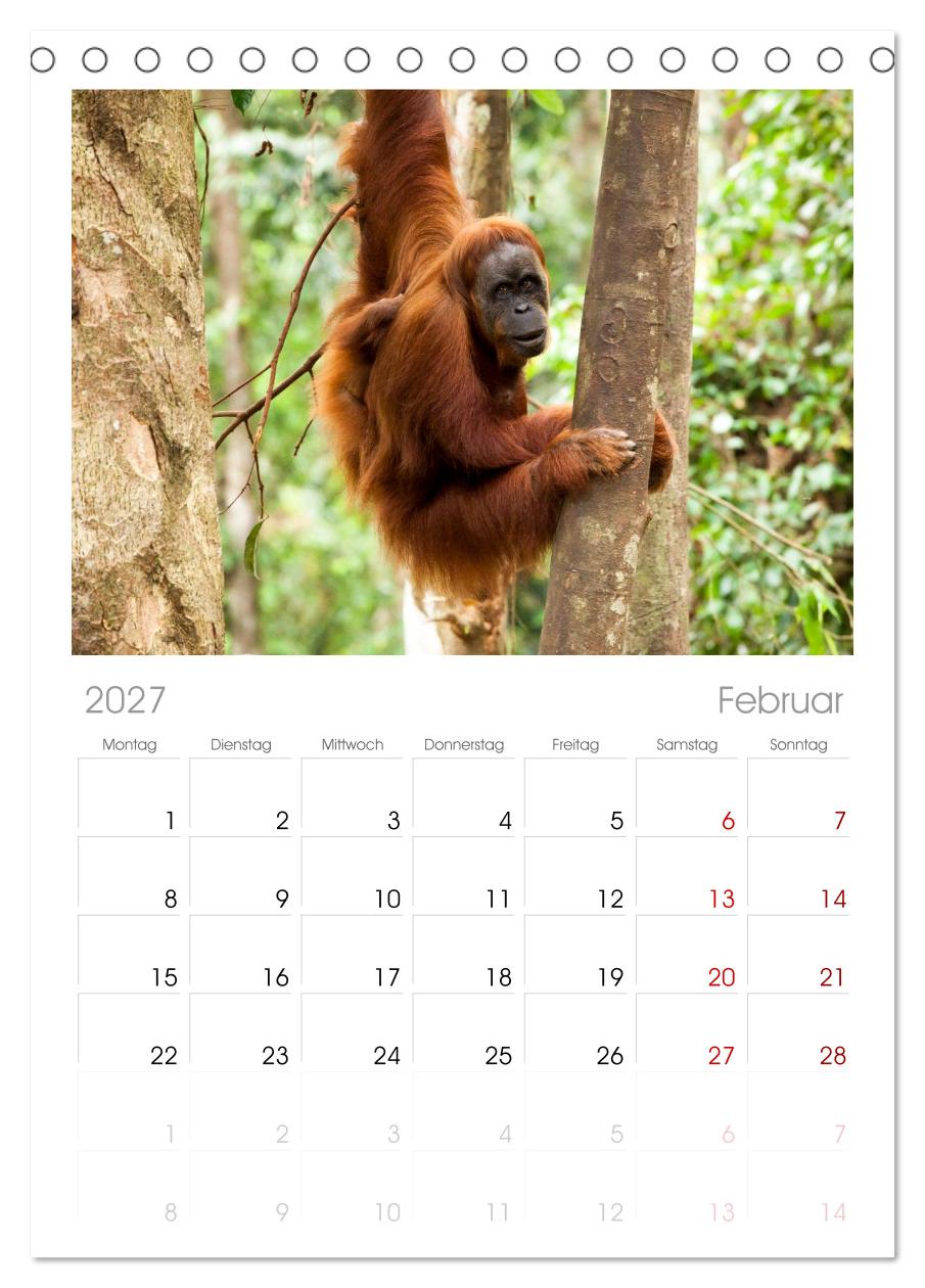 Orang-Utans - Menschen des Regenwaldes