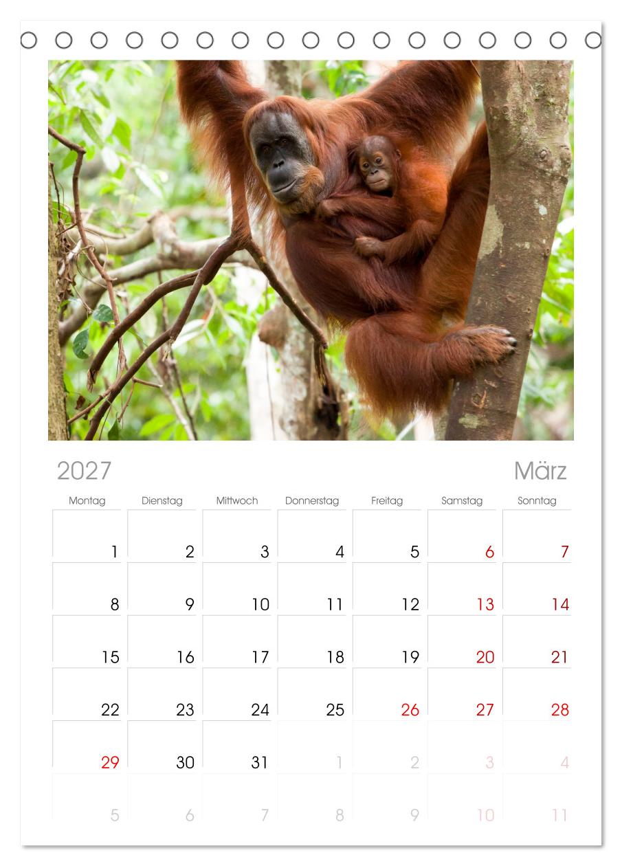 Orang-Utans - Menschen des Regenwaldes