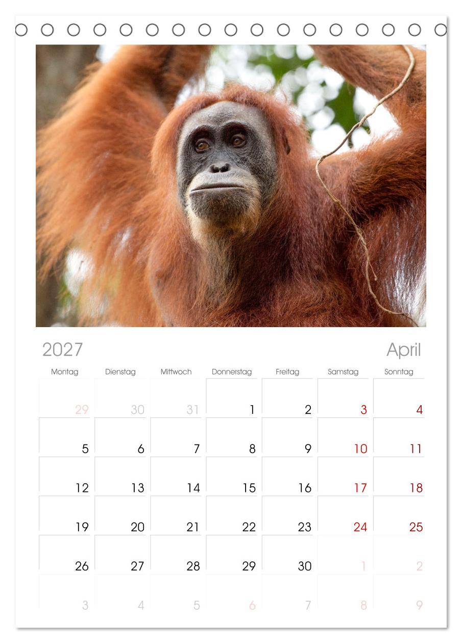 Orang-Utans - Menschen des Regenwaldes