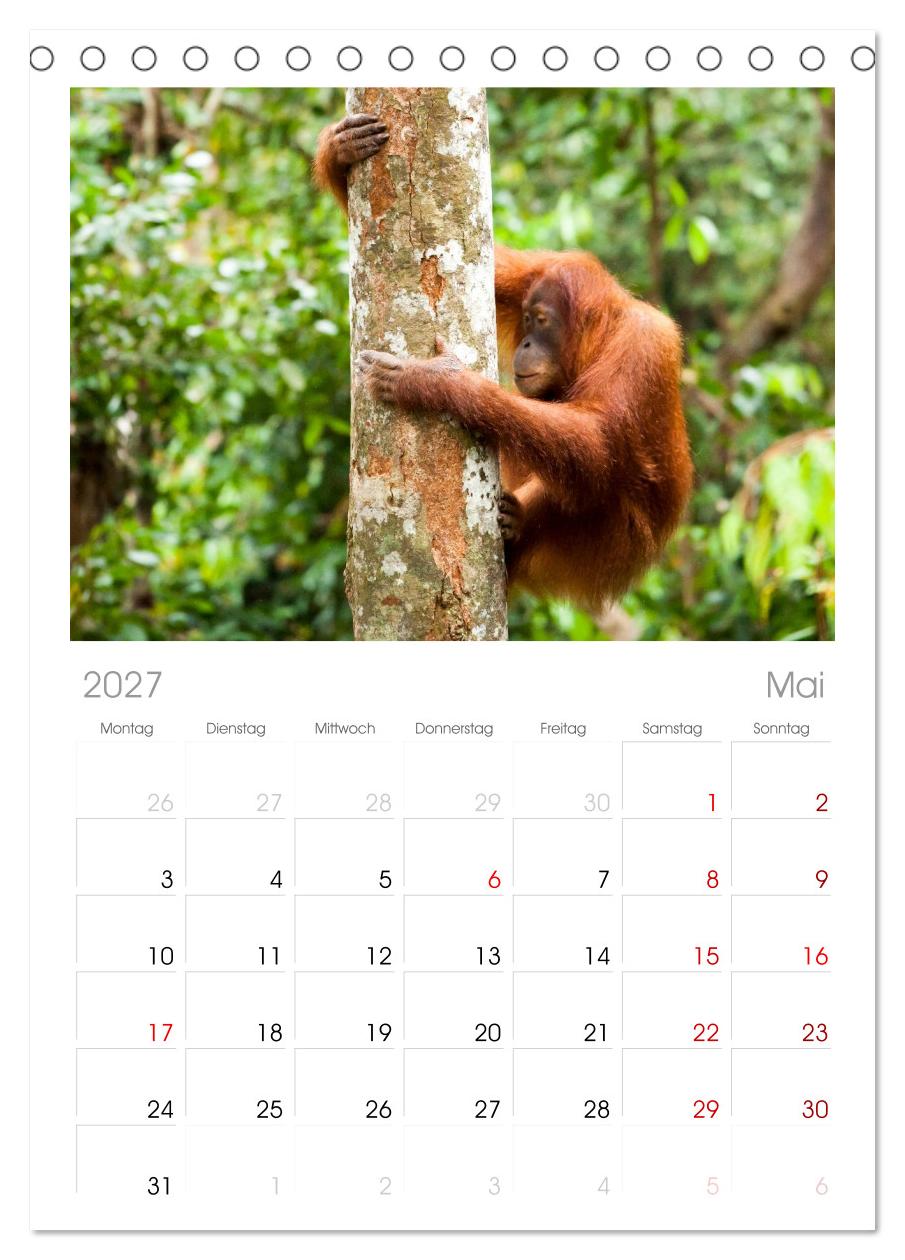 Orang-Utans - Menschen des Regenwaldes