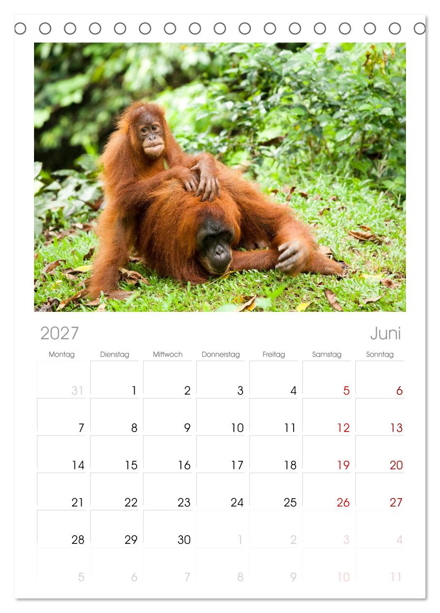 Orang-Utans - Menschen des Regenwaldes