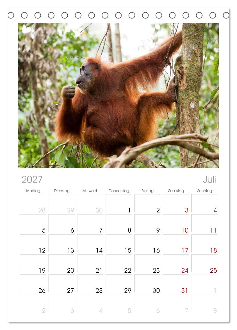 Orang-Utans - Menschen des Regenwaldes