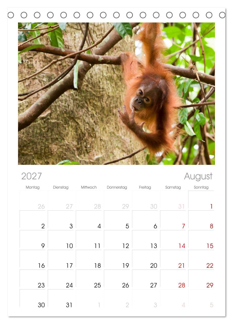 Orang-Utans - Menschen des Regenwaldes