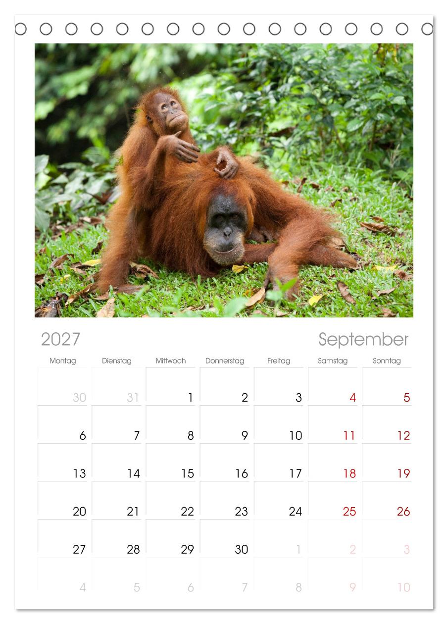 Orang-Utans - Menschen des Regenwaldes