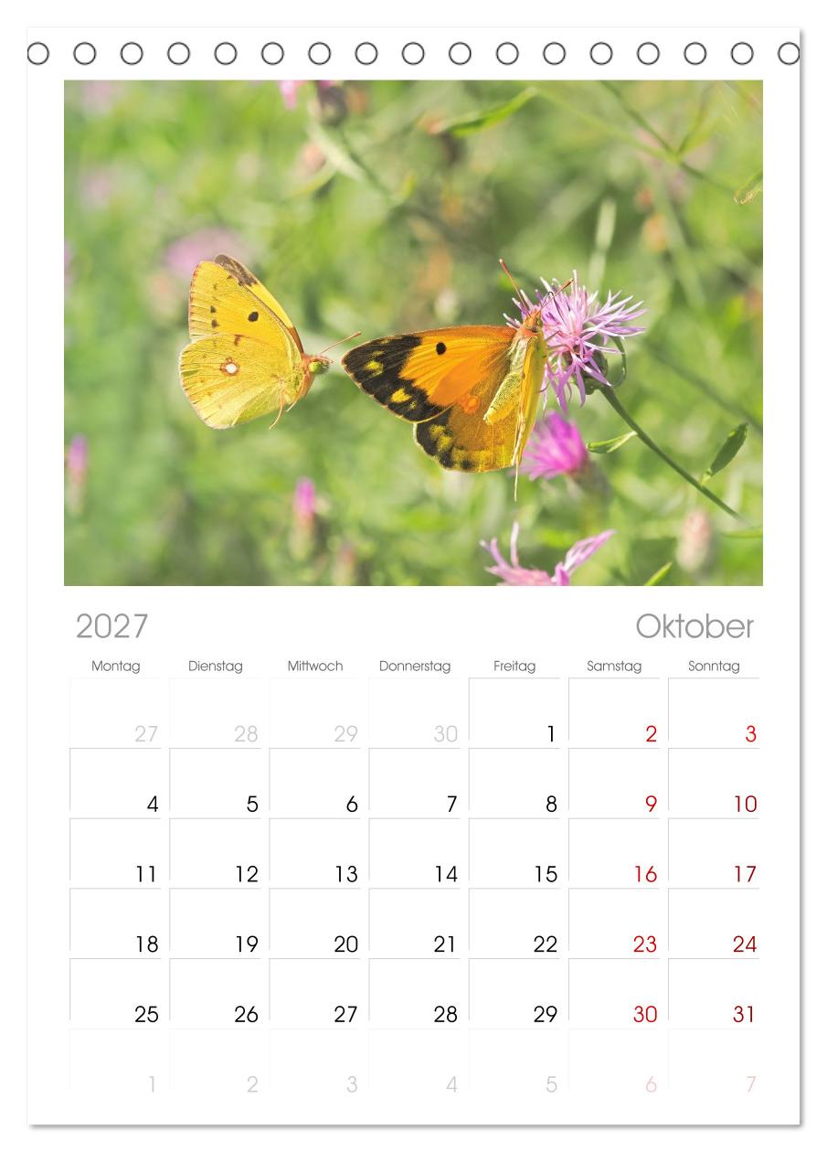 Fliegende Schmetterlinge