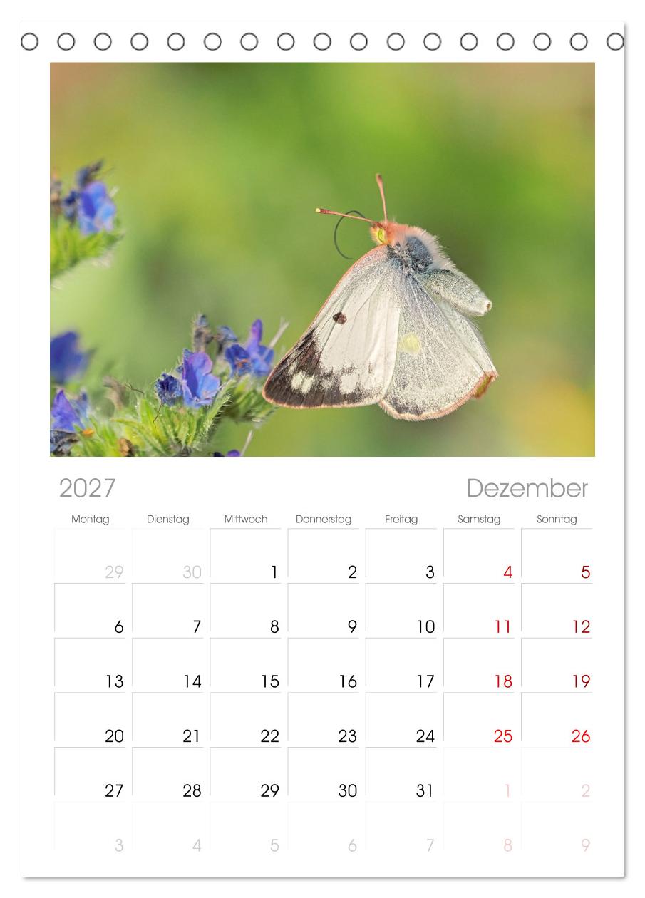 Fliegende Schmetterlinge