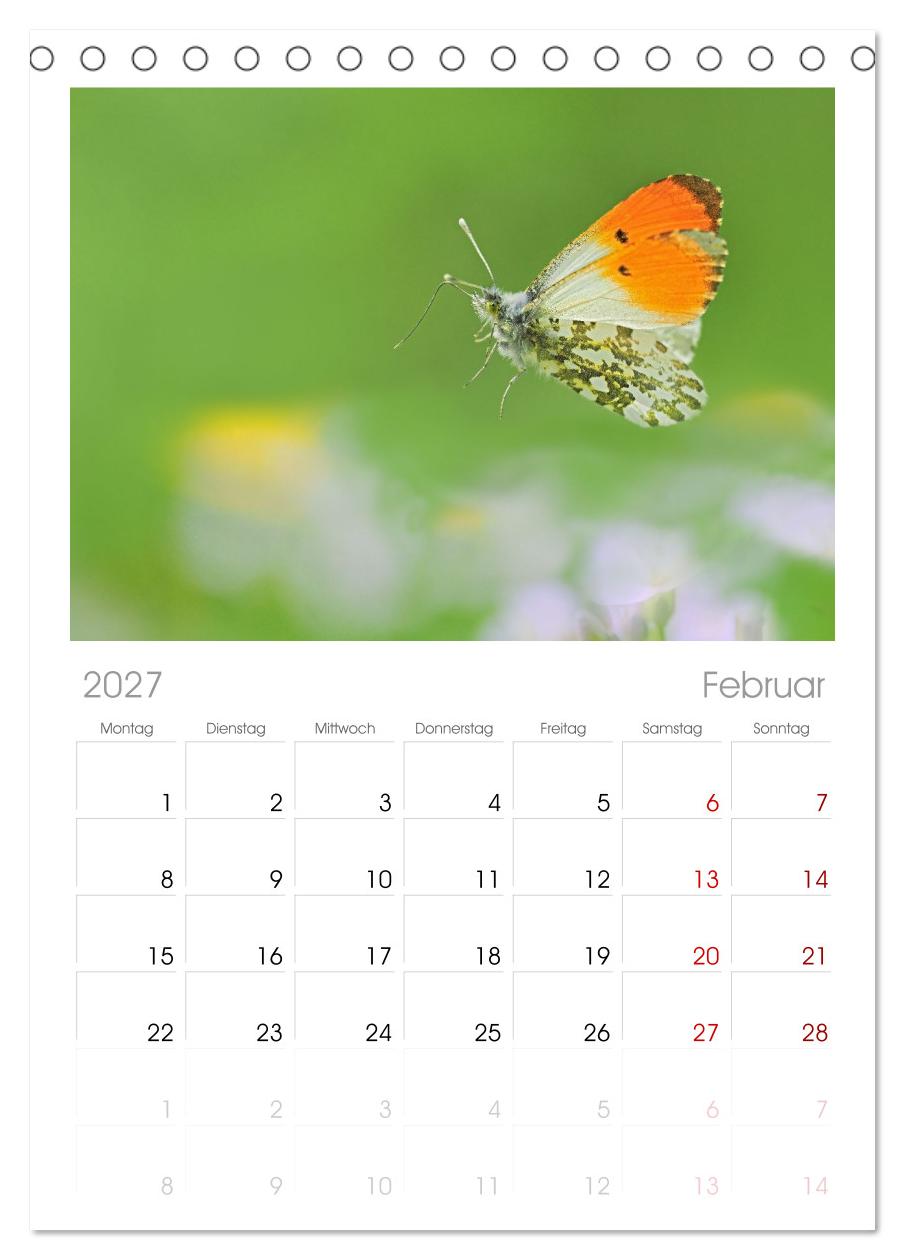 Fliegende Schmetterlinge
