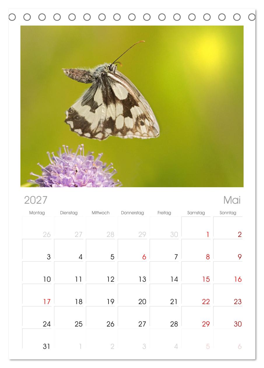 Fliegende Schmetterlinge