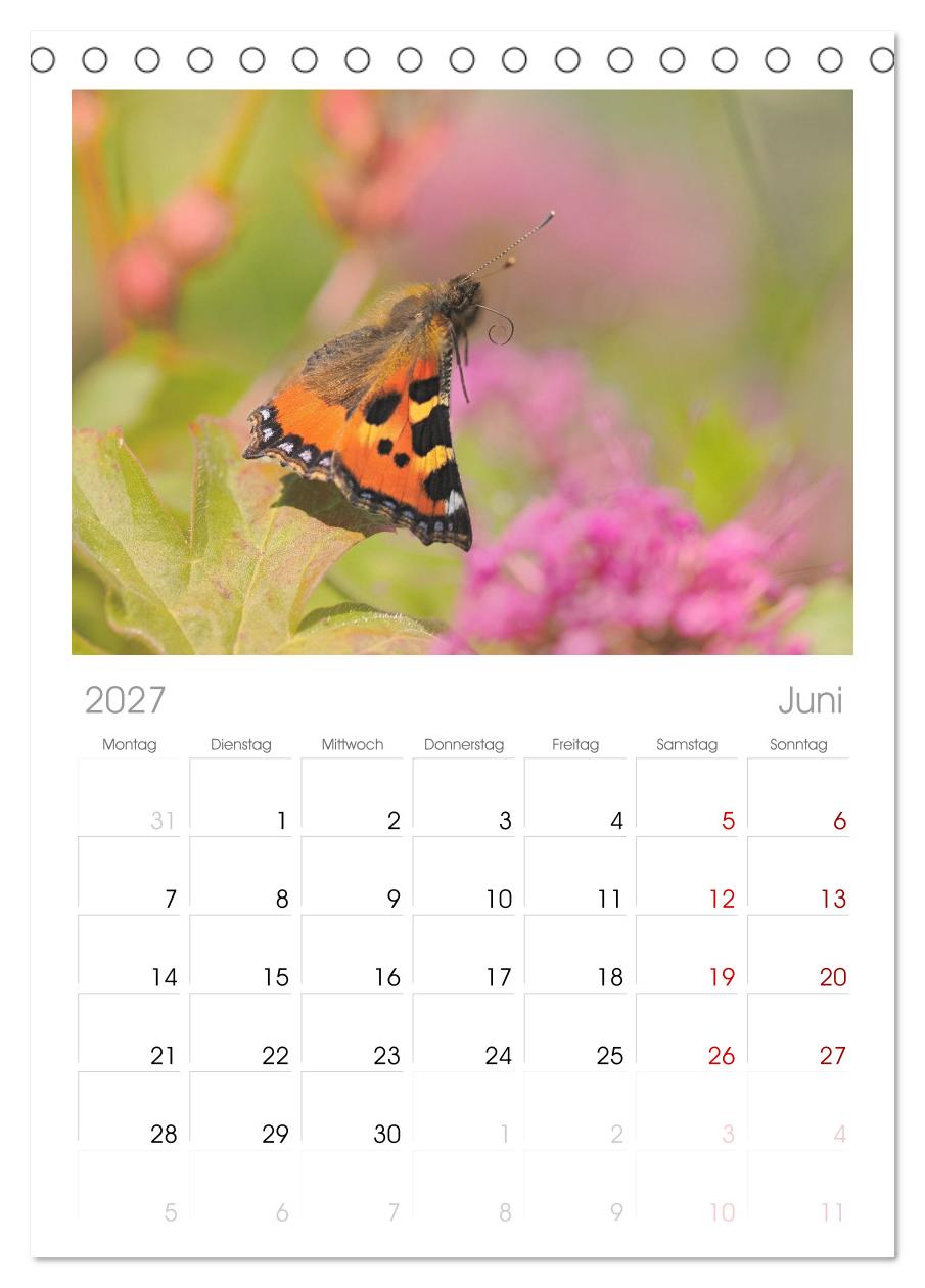 Fliegende Schmetterlinge