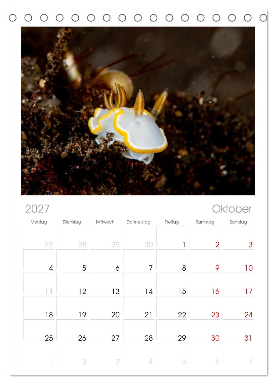 Nudis – Die bunte Welt der Nacktschnecken