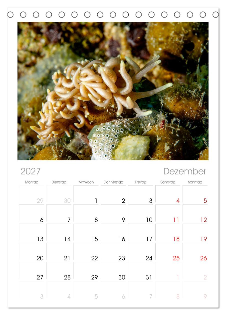 Nudis – Die bunte Welt der Nacktschnecken