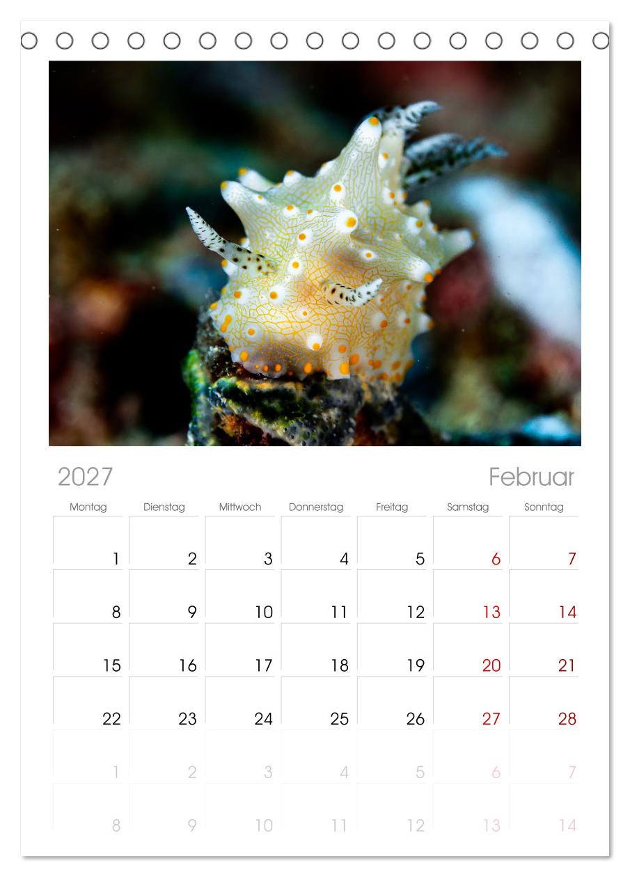 Nudis – Die bunte Welt der Nacktschnecken