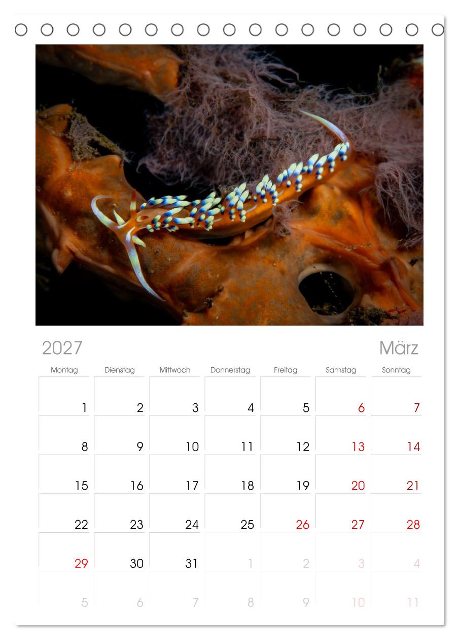Nudis – Die bunte Welt der Nacktschnecken