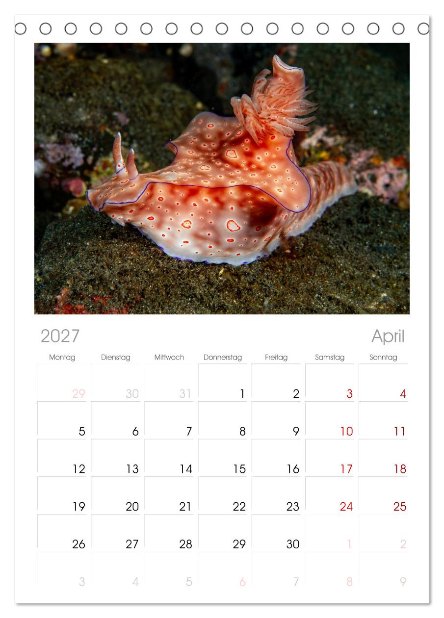 Nudis – Die bunte Welt der Nacktschnecken