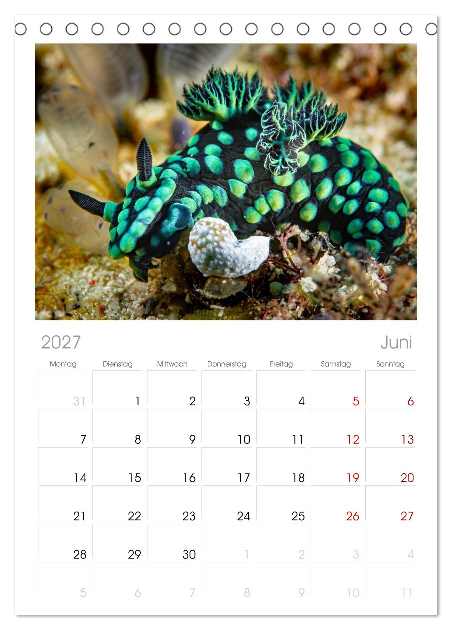 Nudis – Die bunte Welt der Nacktschnecken