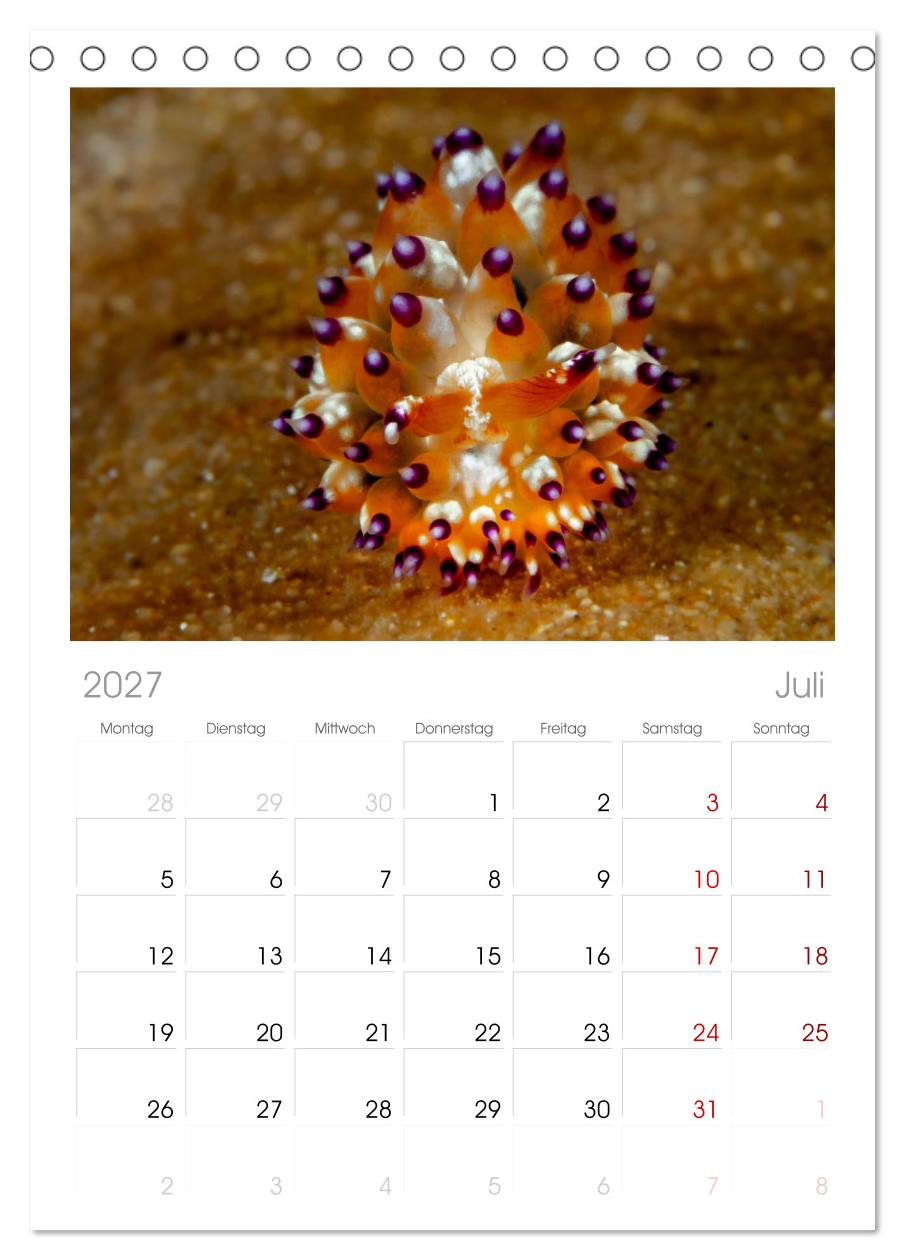 Nudis – Die bunte Welt der Nacktschnecken