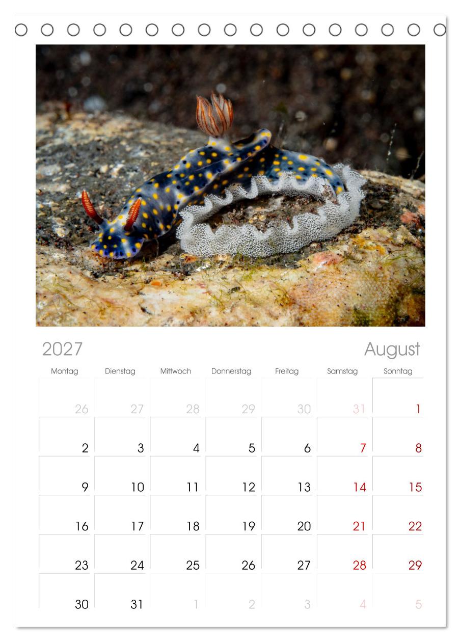 Nudis – Die bunte Welt der Nacktschnecken