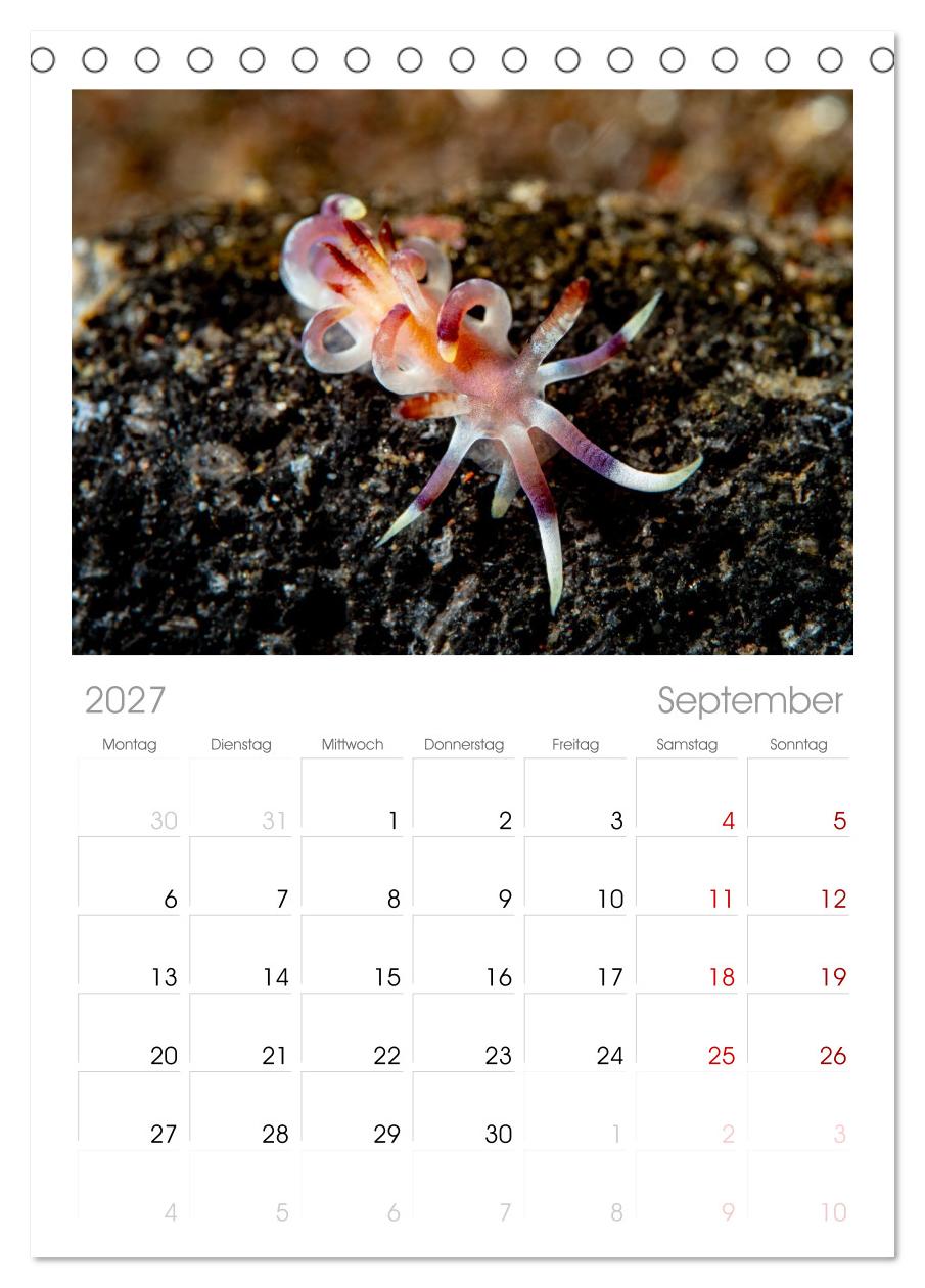 Nudis – Die bunte Welt der Nacktschnecken