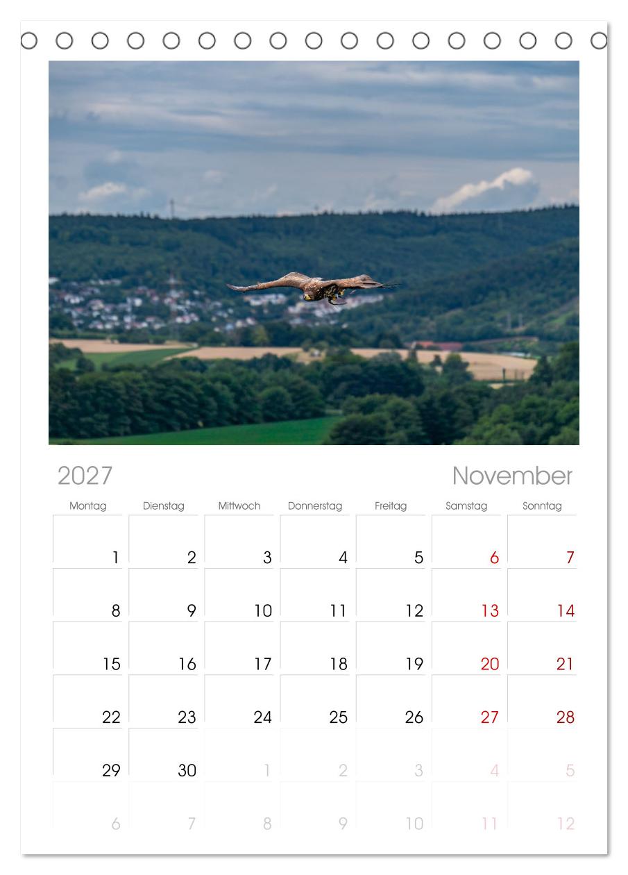 Greifvögel in Aktion - Dynamische Flugbilder und Porträts