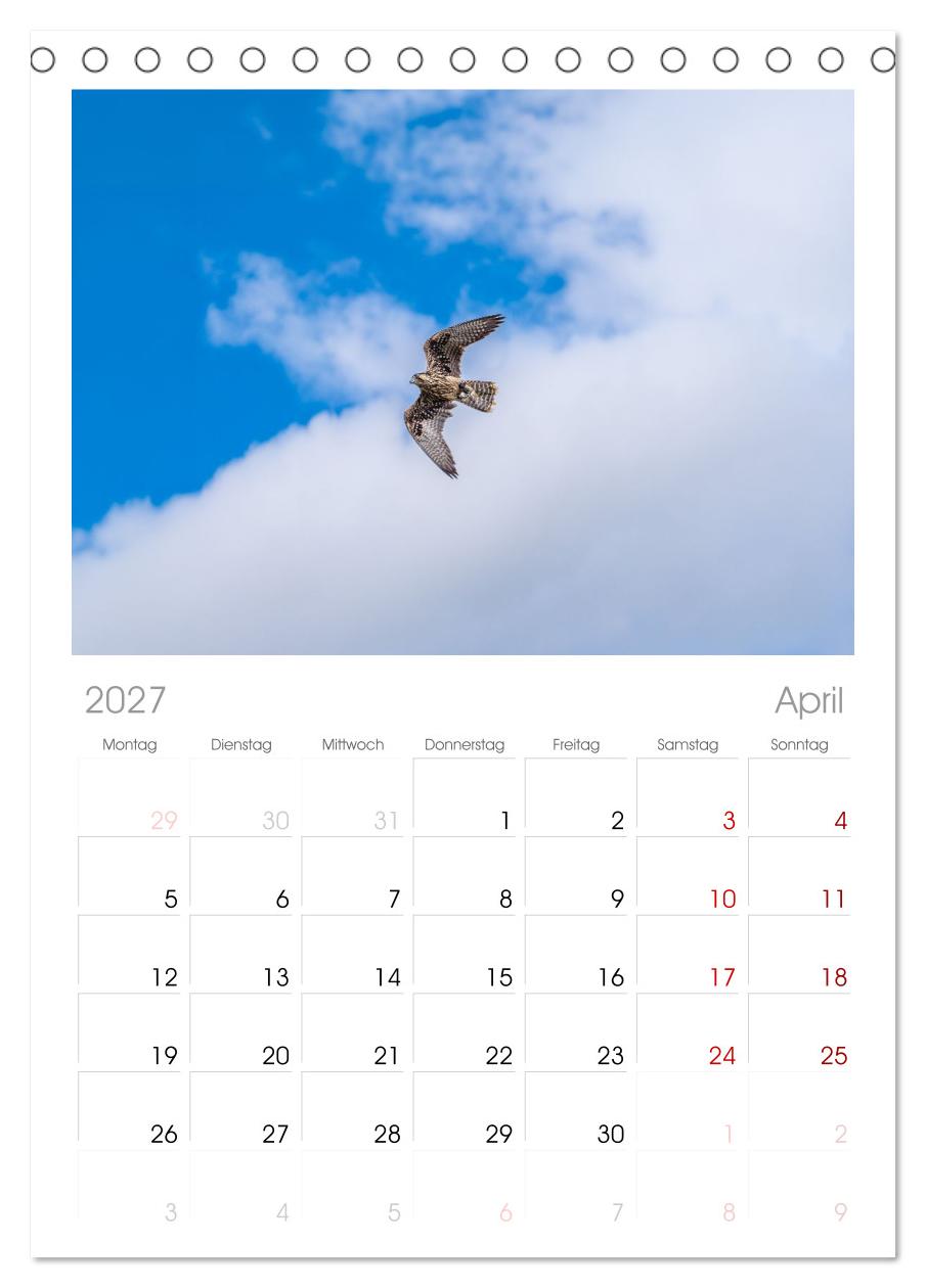 Greifvögel in Aktion - Dynamische Flugbilder und Porträts