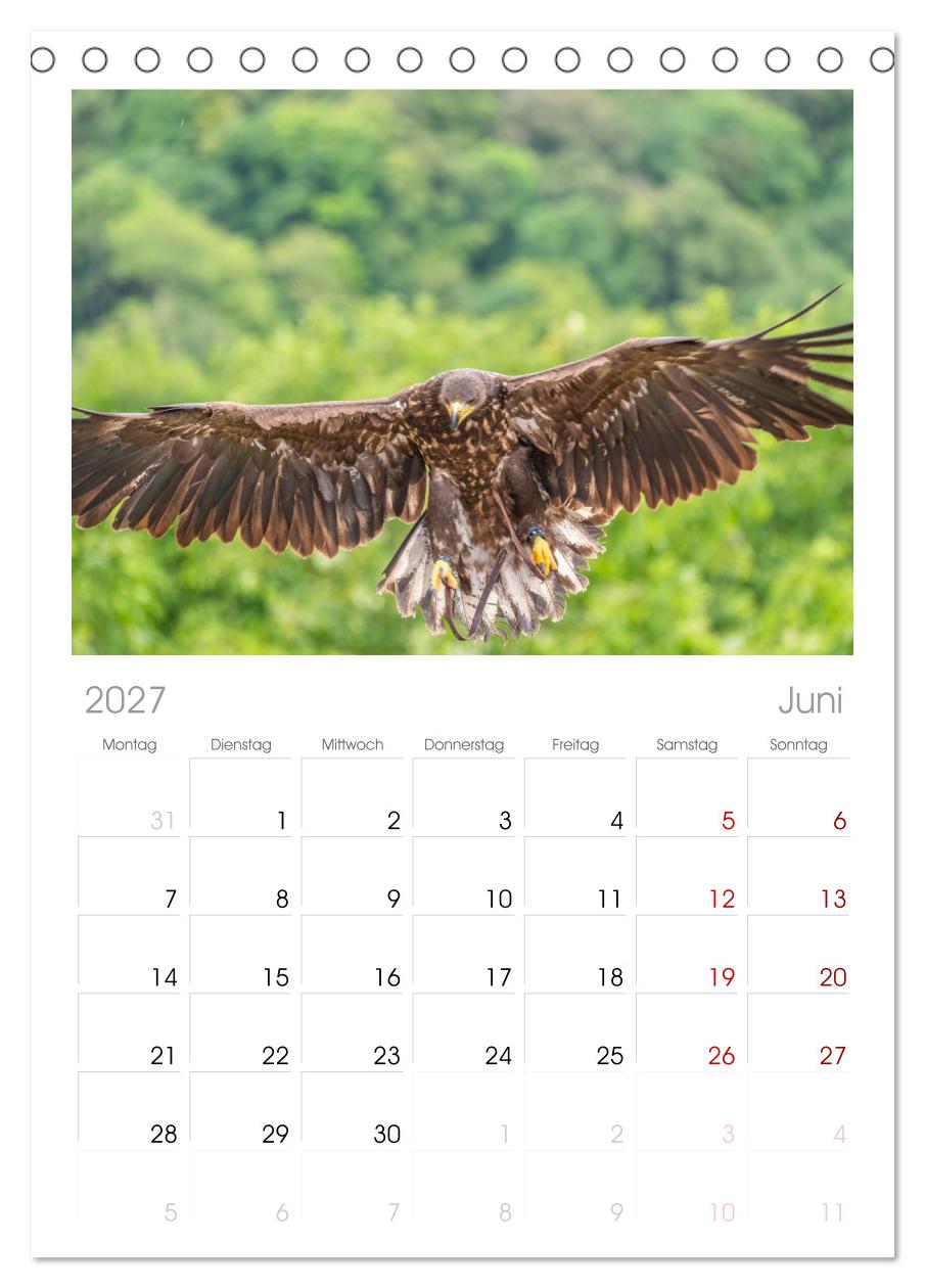 Greifvögel in Aktion - Dynamische Flugbilder und Porträts