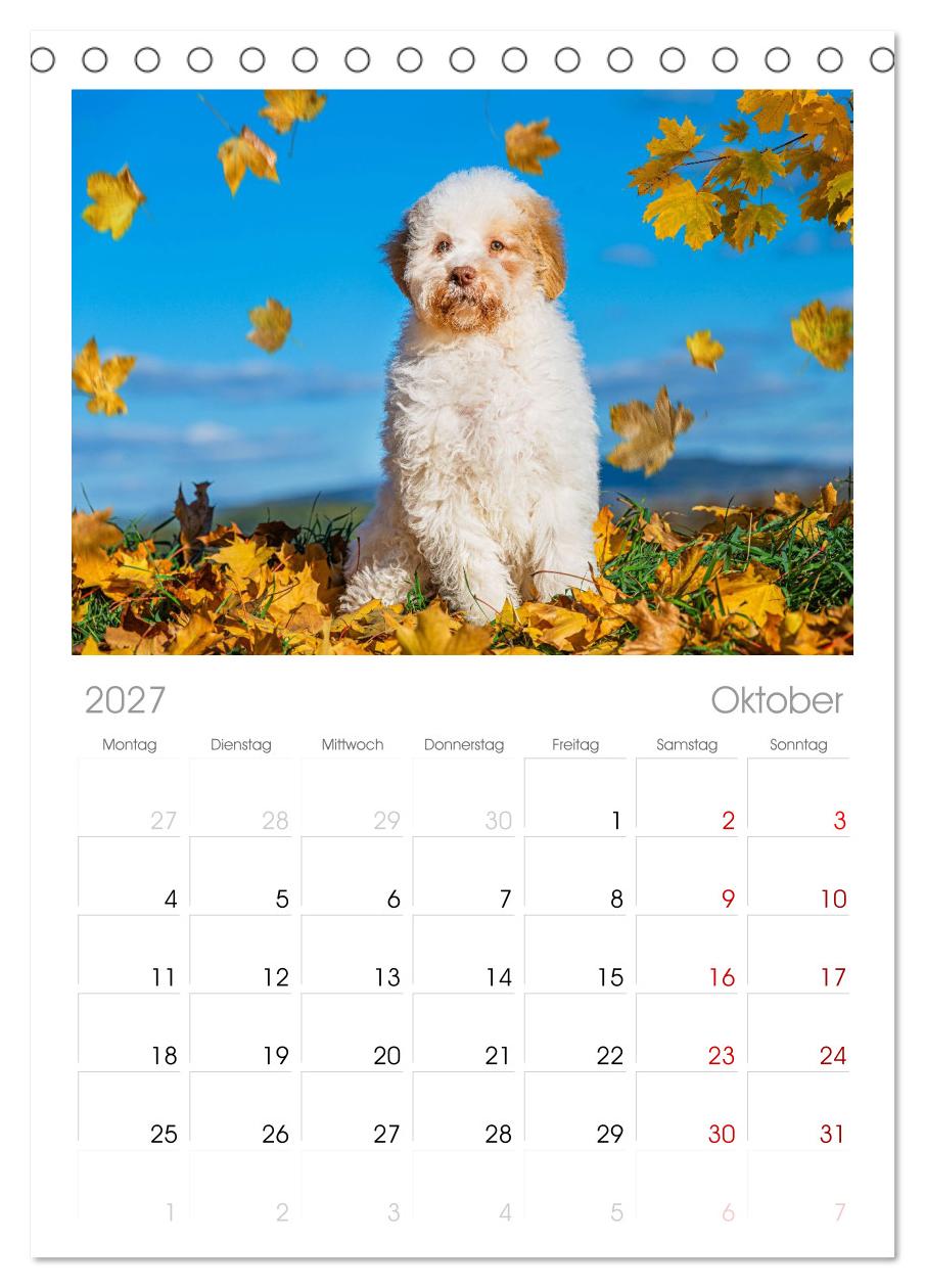 Lagotto Romagnolo - die Trüffelsucher Italiens