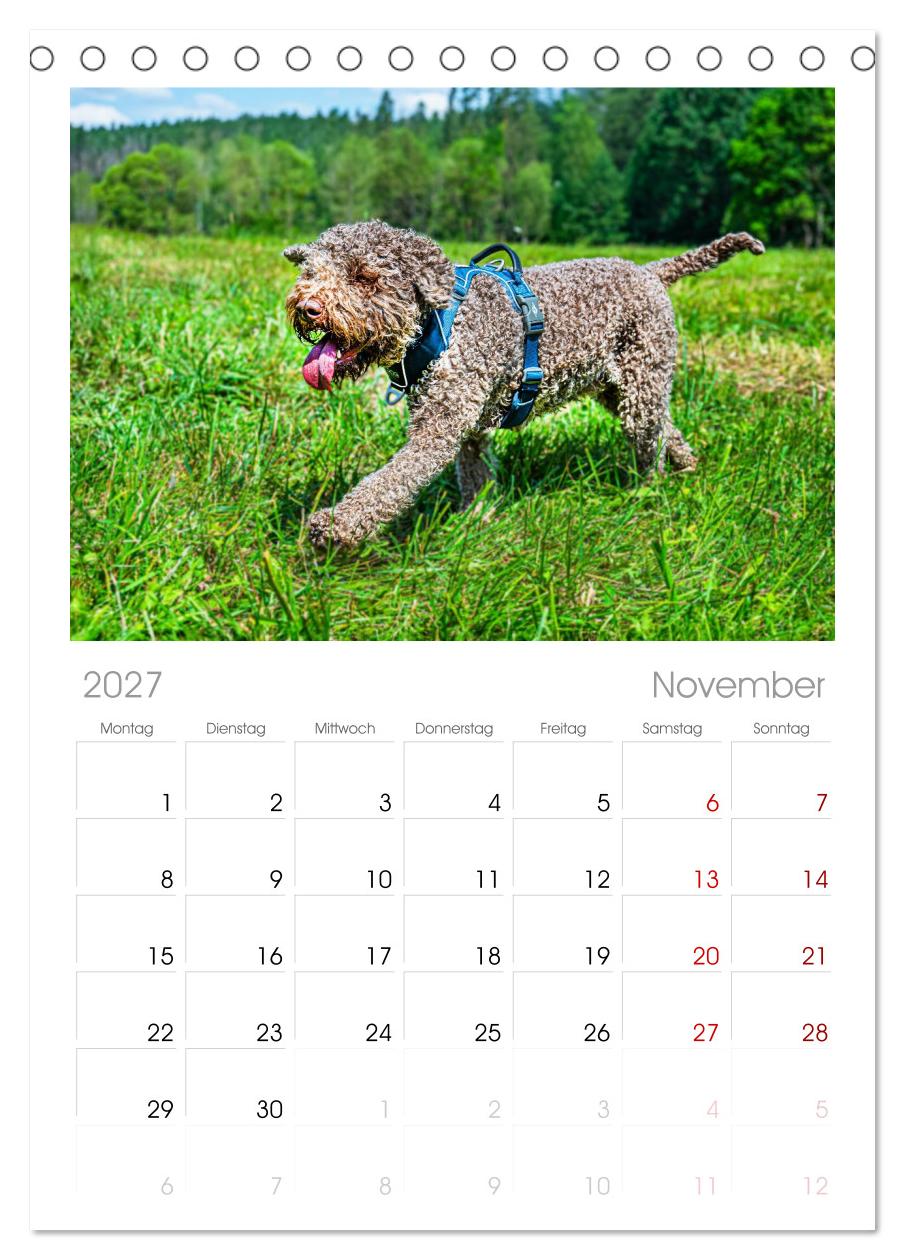 Lagotto Romagnolo - die Trüffelsucher Italiens