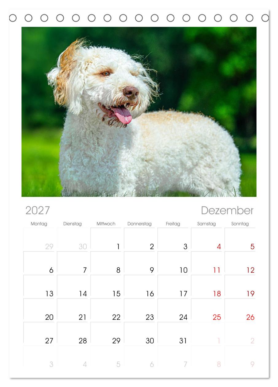 Lagotto Romagnolo - die Trüffelsucher Italiens
