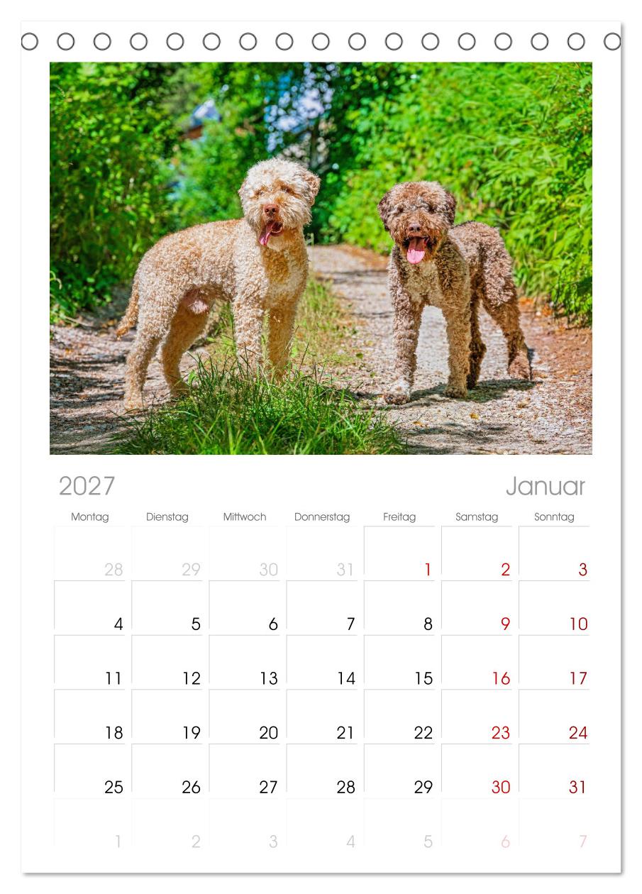 Lagotto Romagnolo - die Trüffelsucher Italiens
